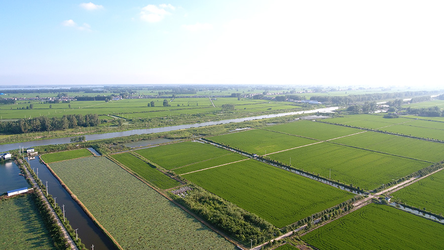 岔東大米有機(jī)稻米種植基地